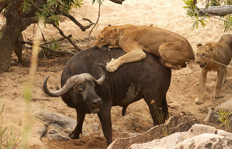 ϷȻˮţս5ͷꤵĴʨ