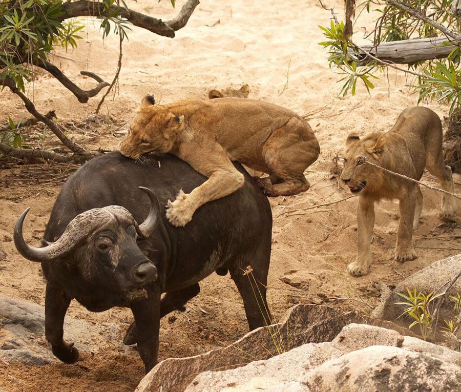 ϷȻˮţս5ͷꤵĴʨ