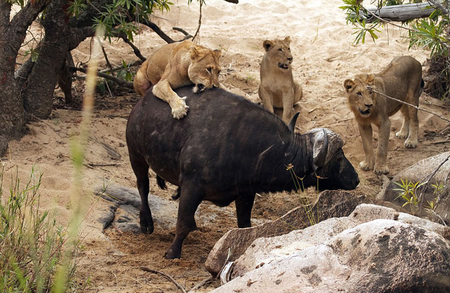 ϷȻˮţս5ͷꤵĴʨ