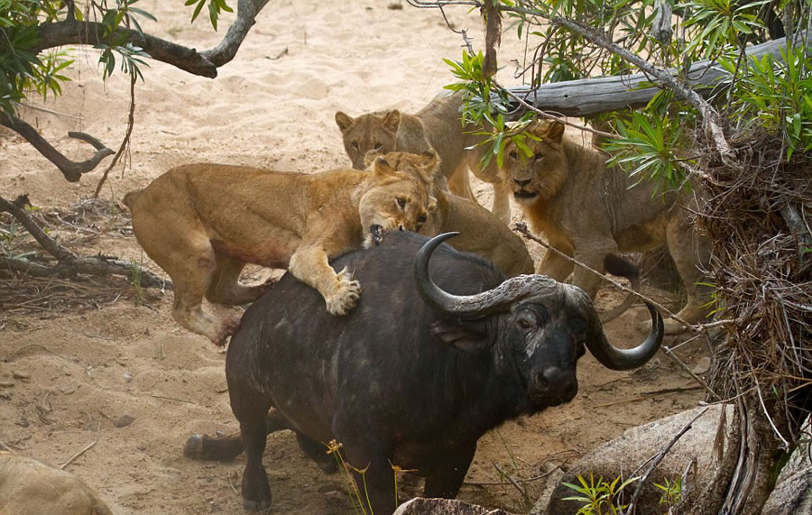 ϷȻˮţս5ͷꤵĴʨ