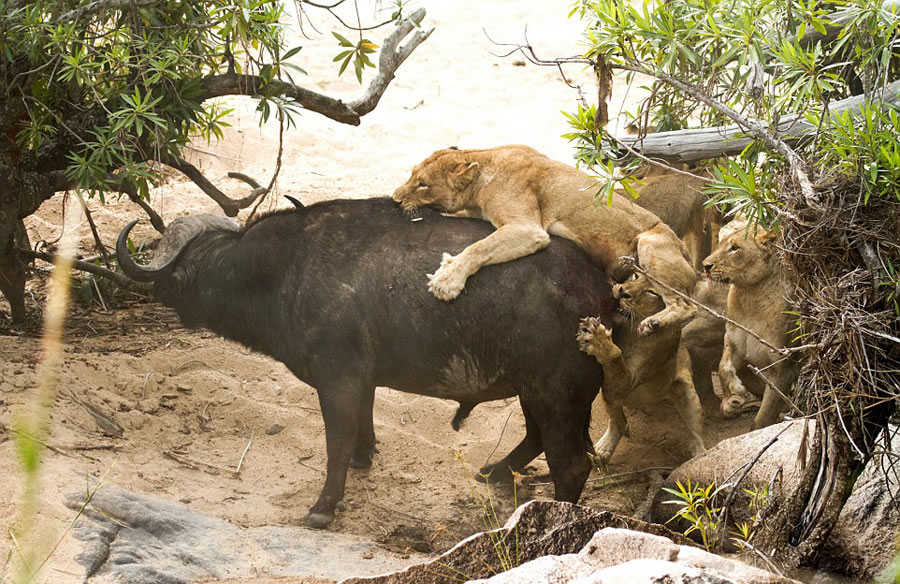 ϷȻˮţս5ͷꤵĴʨ