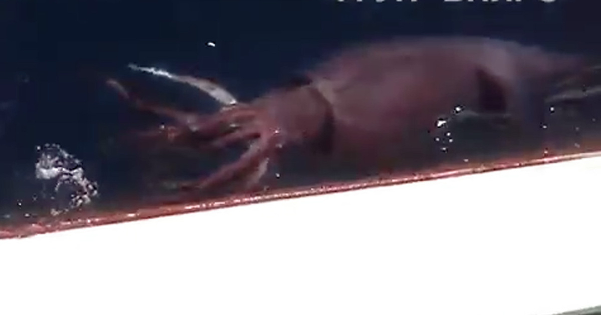 ����������������ʧ֮ǰ�������Ŵ���Ư����һ������ú�Ա���ܹ����������㵽���Ĵ��Ǻ��������塣