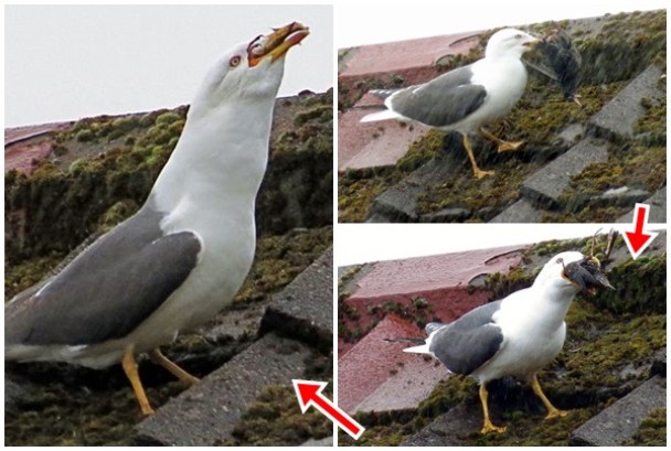 ��Ÿ���˸�����