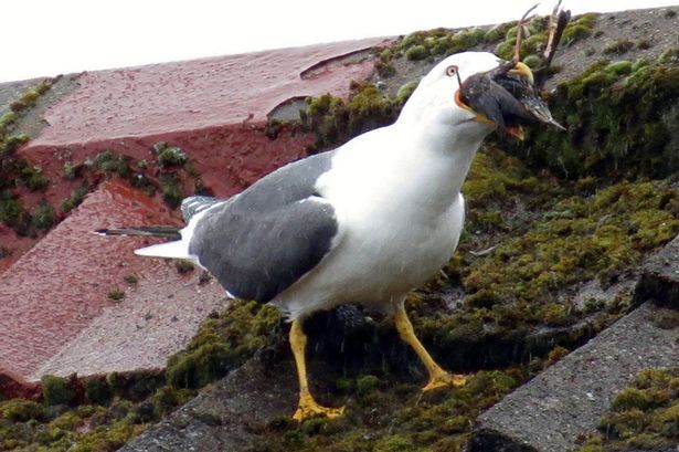 ��Ÿ���ݶ�ͻϮ�˸�