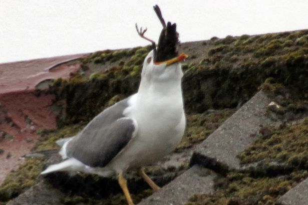 ��Ÿ������һ������Ѱ˸������ڿ��С�