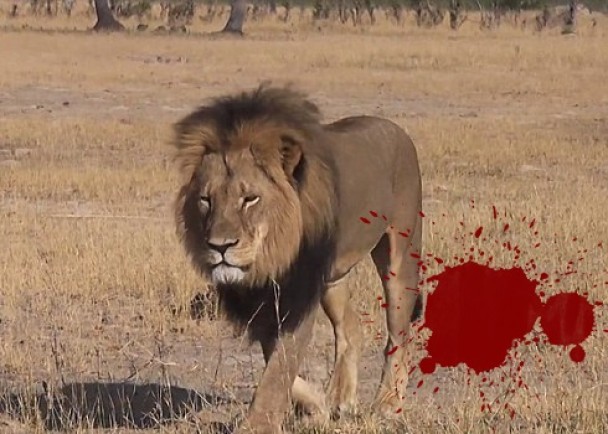 ��Ͳ�Τ����ʨ����������Cecil���ұ���ɱ ��Ƥ��ͷ��ս��Ʒ