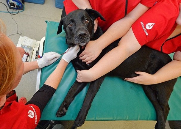 �Ͳ�����ͼ�����ܵ�26�ξ�Ѫ