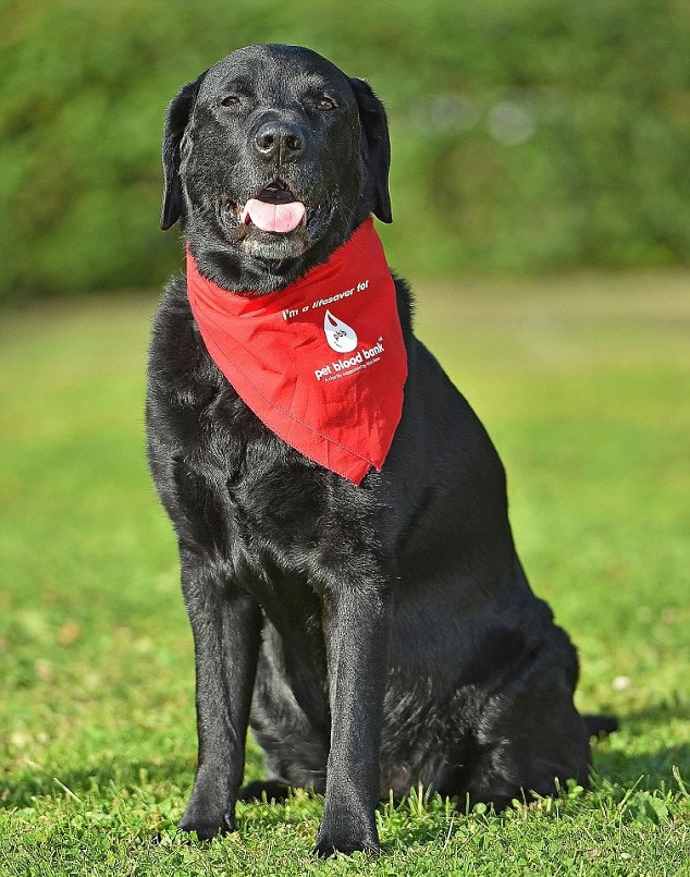 �Ͳ�����Ѫ��ɻ�����ɫ����