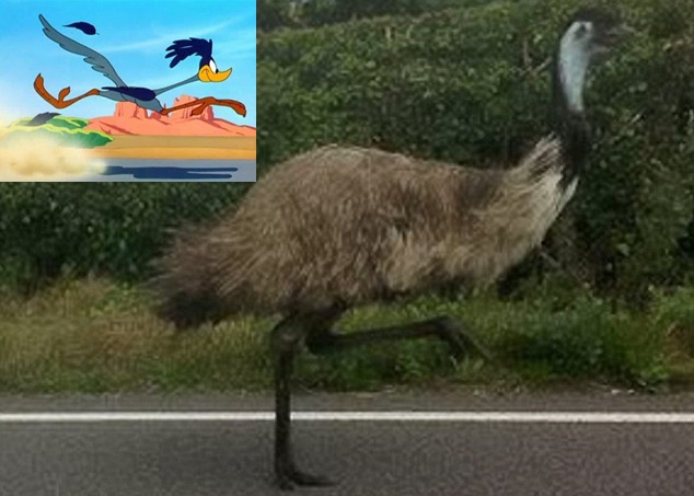 这只鸸鹋与卡通《乐一通》中的“Roadrunner”十分相似。