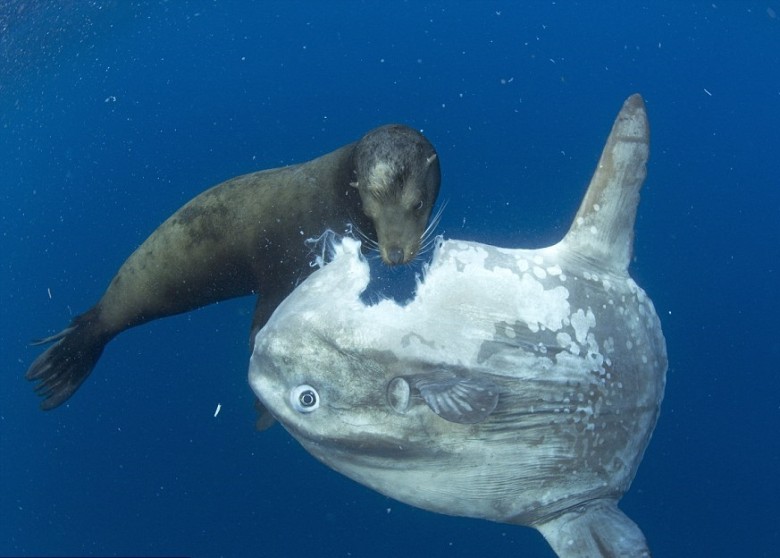 海狮将翻车鱼的一块肉咬走