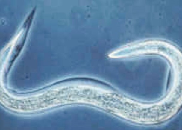 科学家发现秀丽隐杆线虫的衰老机制,或有助研究延缓人类衰老。