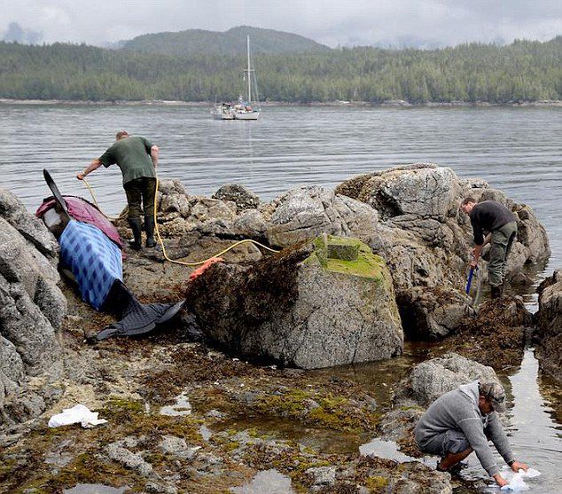 加拿大科学家和志愿者救助一头在不列颠哥伦比亚省北海岸礁石上搁浅的杀人鲸