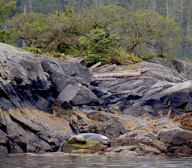 加拿大科学家和志愿者救助一头在不列颠哥伦比亚省北海岸礁石上搁浅的杀人鲸