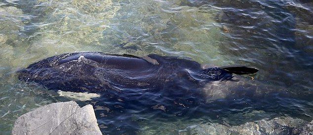 加拿大科学家和志愿者救助一头在不列颠哥伦比亚省北海岸礁石上搁浅的杀人鲸