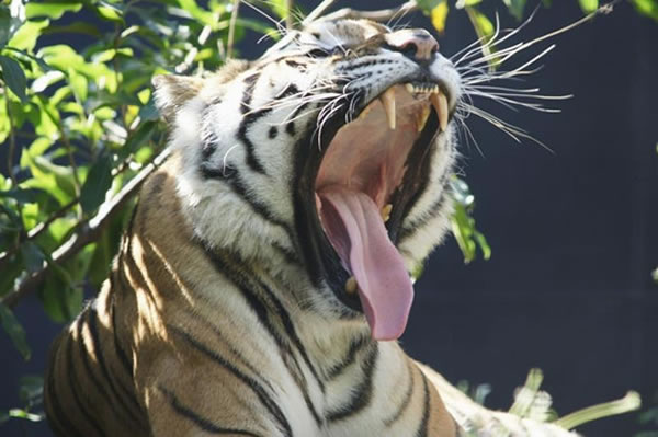 孟加拉国境内的孟加拉虎只有约100只