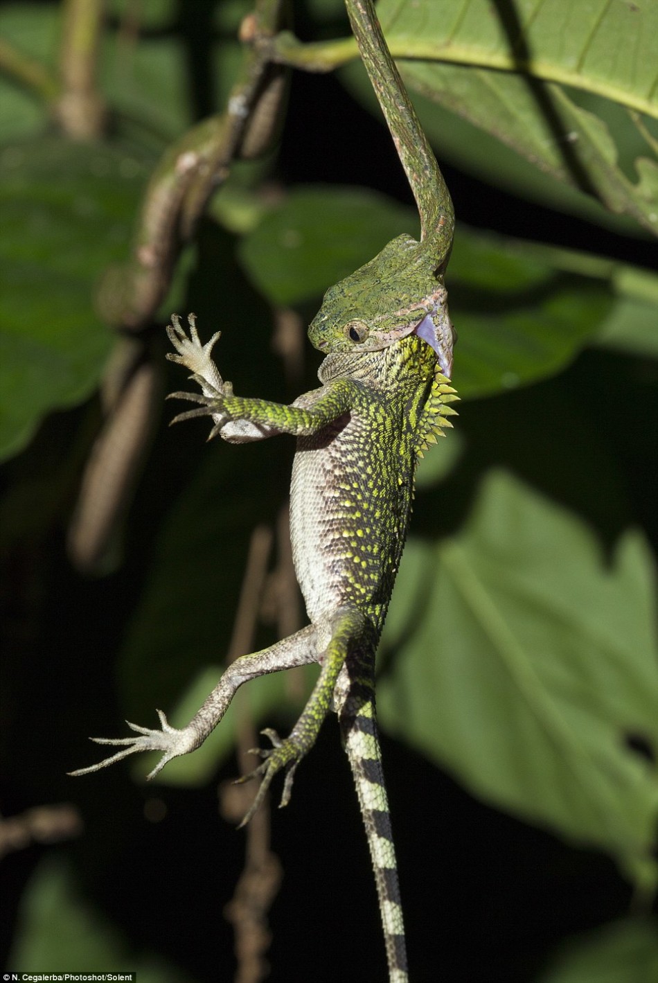 这只倒霉的爬行动物长约25厘米,被猫蛇捕获时正在一根距地面3米高的树枝上小睡。这一幕发生在印度尼西亚苏门答腊岛南部的武吉-巴里杉-西拉坦国家公园。