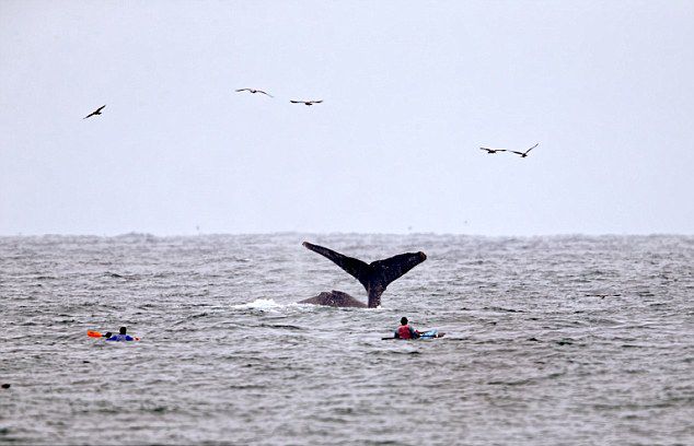 美国加利福尼亚洲沿海游客划皮艇突遇座头鲸出水