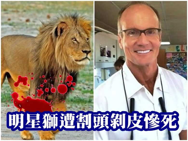 帕尔默(右图)涉嫌非法猎杀明星狮子塞西尔(左图)。