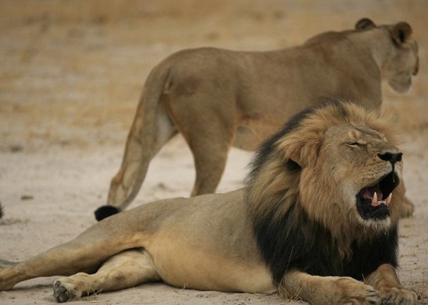 塞西尔(图)是非洲最著名的狮子。