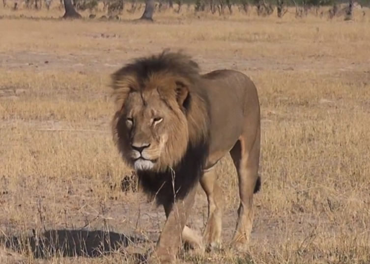 塞西尔是万基国家公园的招牌动物