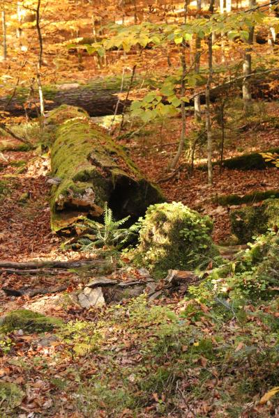 �¹�Ү�ô�ѧ��̬ѧ������ʺ�����鷢��ŷ���´�ɭ����������Է�������