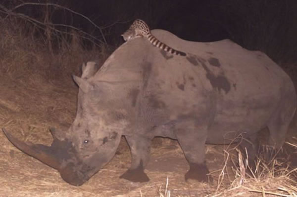 �ϷǺ�¬��¬���ҹ�԰��è����ˡ�Ϭţ˳�糵�ߺ�