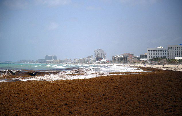 墨西哥坎昆市海岸海藻泛滥威胁海龟产卵