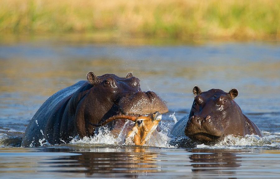 博茨瓦纳黑斑羚为逃脱野狗追捕冲入河中又被河马围堵