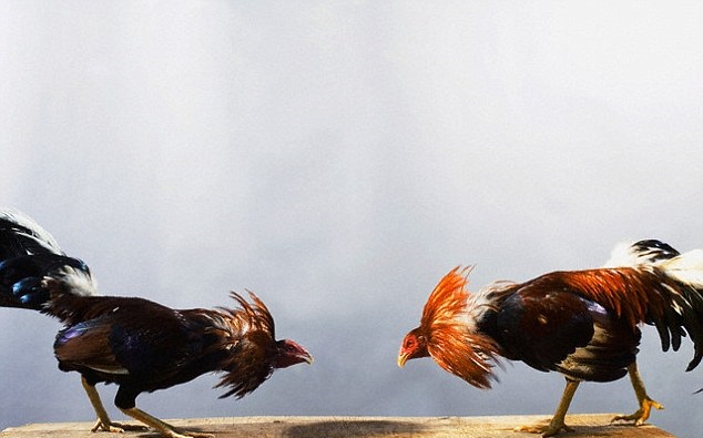 公鸡在鸡群中有更高的地位,就可以优先啼叫。