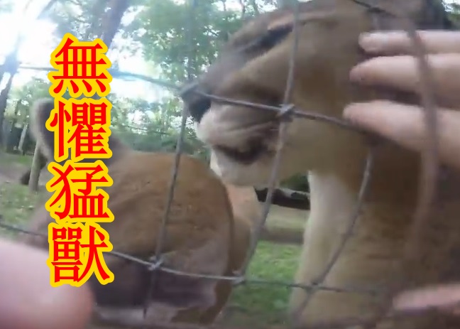 Ŧ�����������ָ��������ʨ����