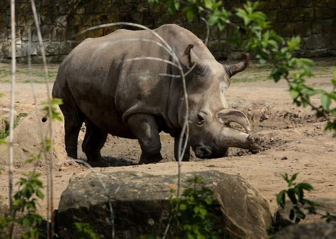 纳比尔(图)因囊肿破裂感染而死,令现存的白北犀只剩下4只。