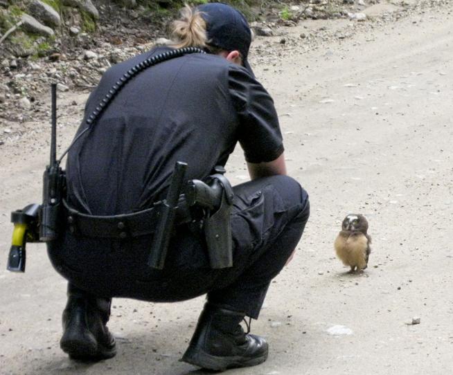 被警察盘问的小猫头鹰