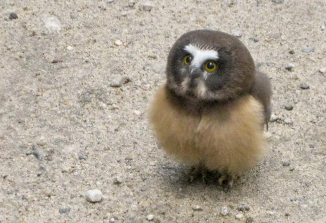 被警察盘问的小猫头鹰