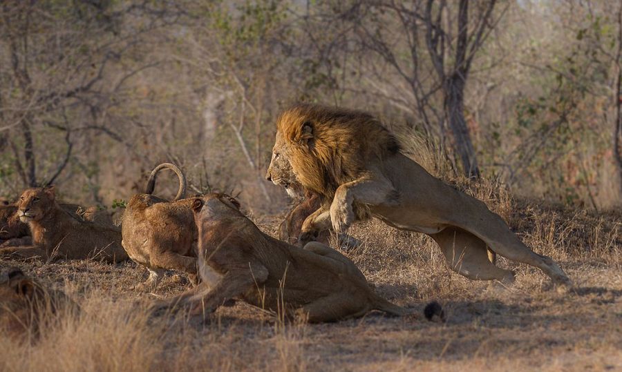南非克鲁格国家公园狮群为争夺食物而厮杀