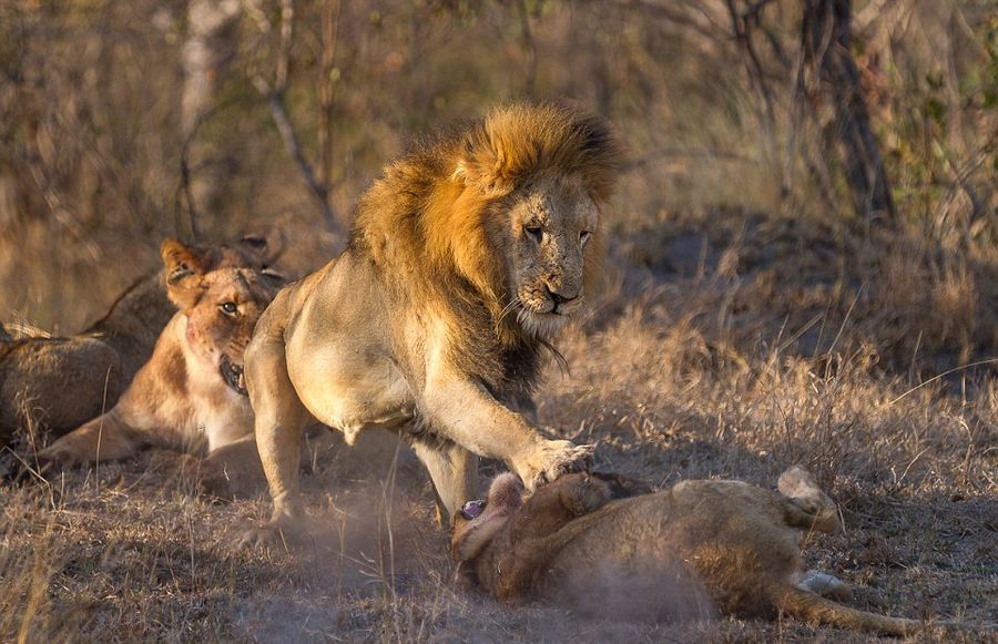 南非克鲁格国家公园狮群为争夺食物而厮杀