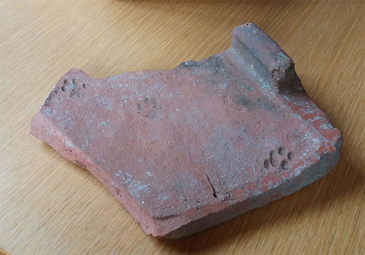 古罗马时代的瓦片上发现猫脚印