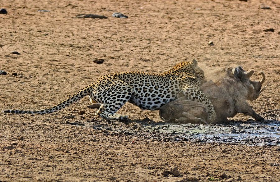 南非克鲁格国家公园内猎豹捕食熟睡疣猪