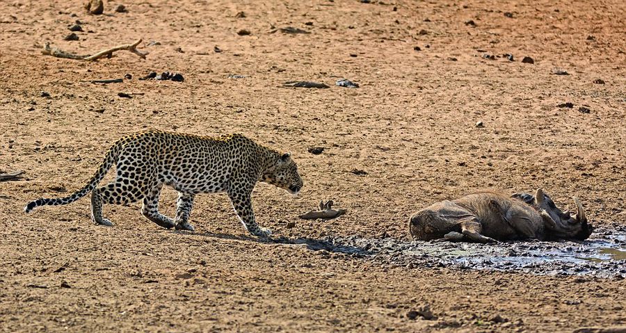 南非克鲁格国家公园内猎豹捕食熟睡疣猪