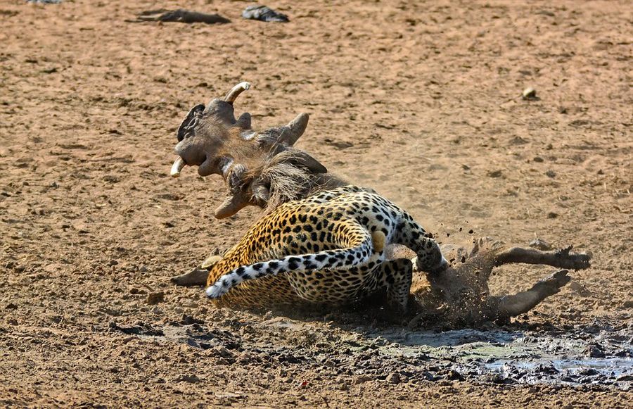 南非克鲁格国家公园内猎豹捕食熟睡疣猪