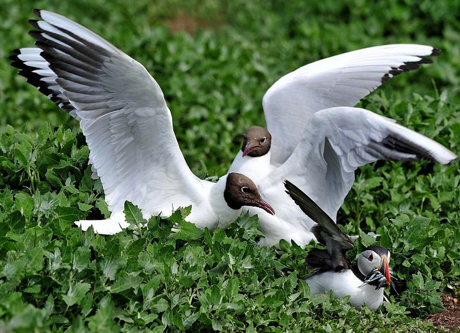 英国诺森伯兰郡海岸海鸥偷抢角嘴海雀的猎物