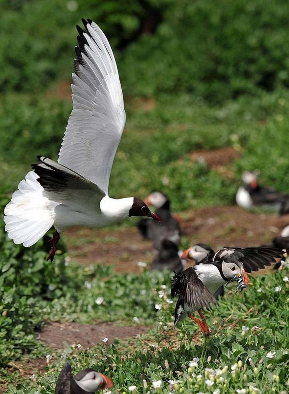英国诺森伯兰郡海岸海鸥偷抢角嘴海雀的猎物