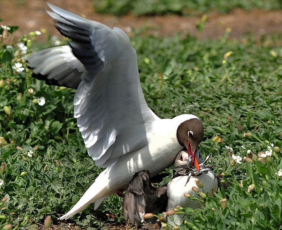 英国诺森伯兰郡海岸海鸥偷抢角嘴海雀的猎物