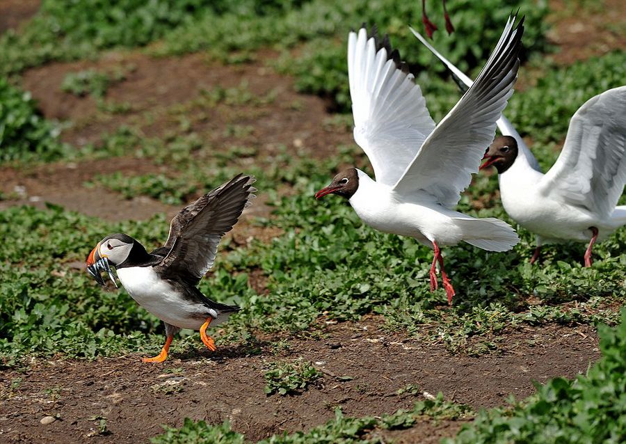 英国诺森伯兰郡海岸海鸥偷抢角嘴海雀的猎物