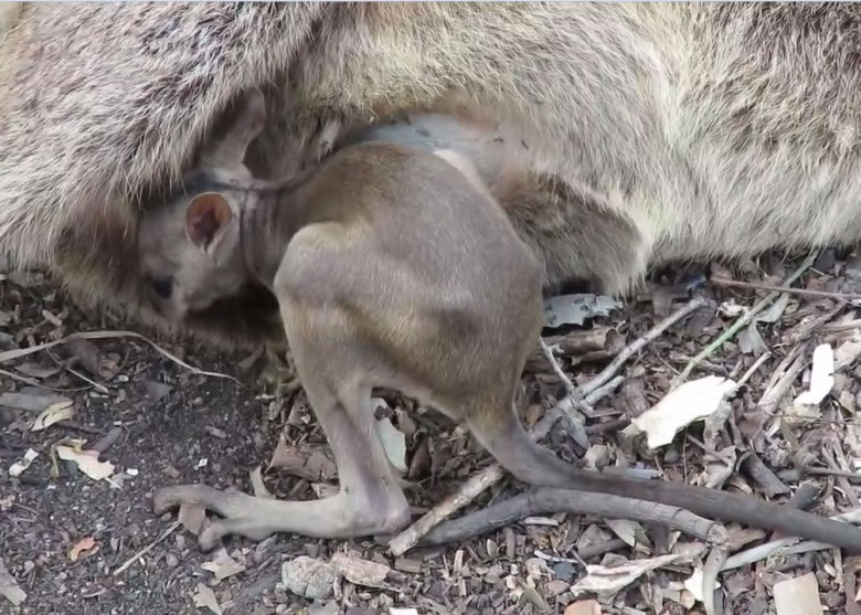 澳洲短耳岩袋鼠妈妈被车撞死 遗孤拼命想爬回母亲袋中