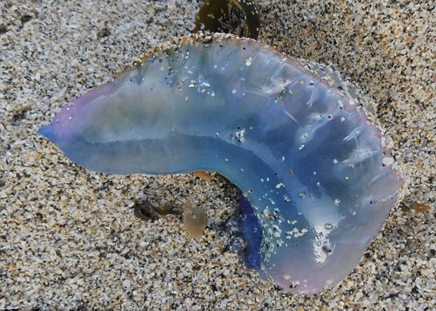 一旦被“葡萄牙战舰”刺中,严重可以致命。