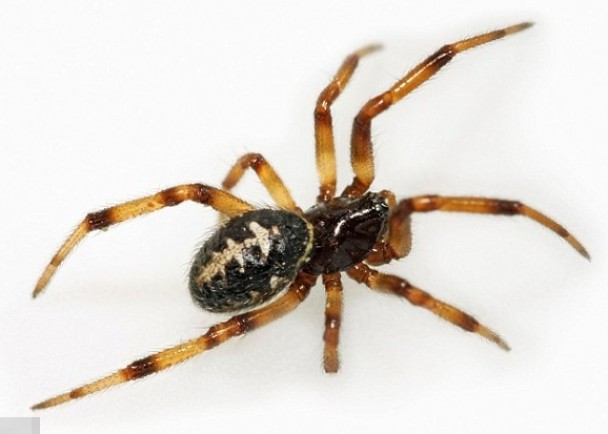 ���ٹѸ�֩�롱����ΪȫӢ�����֩��