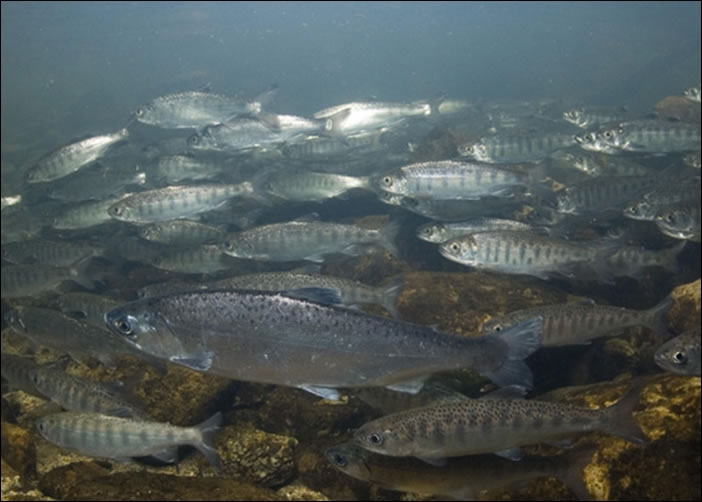 哥伦比亚河的三文鱼数量大跌