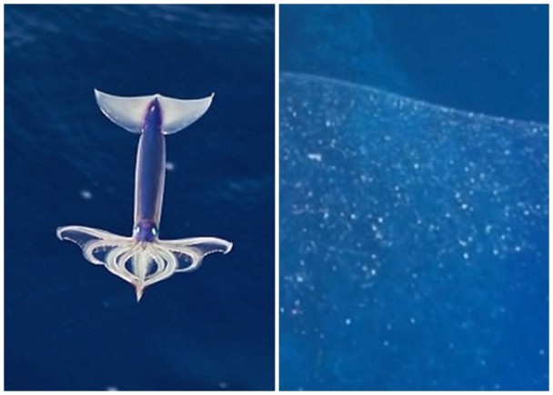 вٰ׵㣨ͼרǳϣͼӡ