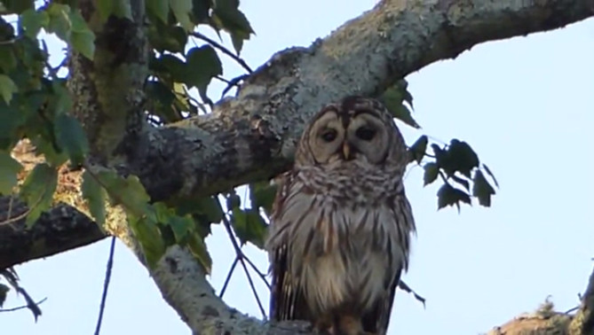 猫头鹰淡定应对小鸟疯狂攻击