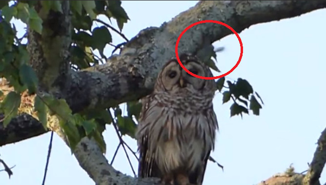 猫头鹰淡定应对小鸟疯狂攻击